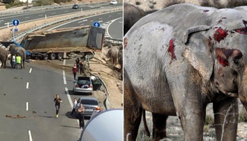 Un elefant de la circ a murit dupa ce camionul in care se afla a intors ilegal pe autostrada