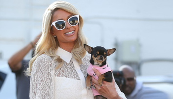 Paris Hilton cheltuiește o avere pentru găsirea lui Diamond Baby, câinele chihuahua dispărut
