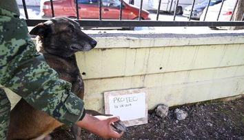 Un câine de salvare din Mexic și-a pierdut viața în urma operațiunilor din Turcia. Tributul adus de Forțele Armate Mexicane