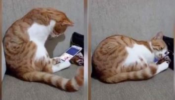 Reacția emoționantă a unui motan atunci când își revede stăpânul care a murit