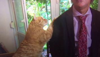 Momentul în care o pisică întreupe interviul unui celebru istoric și politolog. Ce a făcut felina apoi a devenit viral