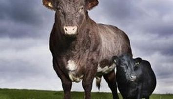 Curiozitati: Cea mai mica vaca din lume masoara 84 cm si este pasionata de muzica