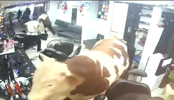 Momentul când un taur de 1,5 tone a dat buzna într-o frizerie aglomerată pentru a scăpa de abator. Ce s-a întâmplat mai departe