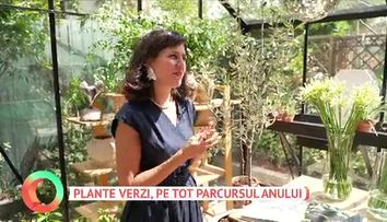 Miracolul naturii: 5 plante care nu își pierd frunzele niciodată!  Iată plantele care rămân verzi și iarna, pentru grădina sau balconul tău