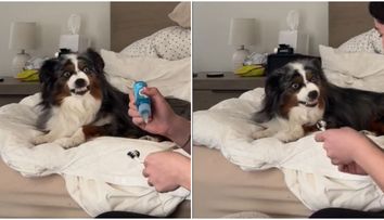 Un ciobănesc australian e viral pe TikTok! Clipul în care stăpâna lui se pregătește să-l spele pe dinți a adunat peste 48 de milioane de vizualizări