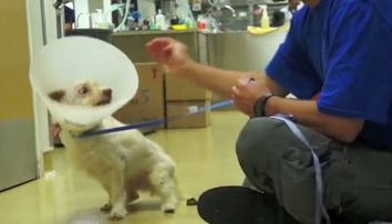 Un clip emotionant pana la lacrimi. Cum reuseste un om sa castige increderea unui catelus abuzat, care nu mai lasa pe nimeni sa-l atinga