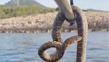O stațiune la modă, preferată de tineri, terorizată de apariția în mare a unor șerpi de 1,70 m. ”Mi-e prea frică să înot”