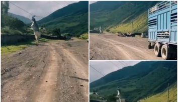 O capră a evadat din mașina care o ducea la târg și s-a agățat de cablurile de electricitate: “Zici că e de la Cirque de Soleil”
