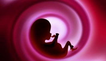 Dezvoltarea fatului. Cum arata fata unui bebelusul in a treia luna de sarcina