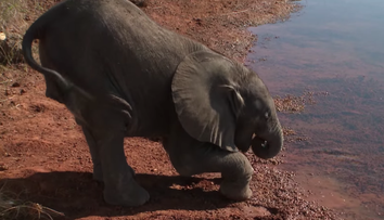 Ce s-a intamplat cu un pui de elefant abandonat de mama. Povestea elefantelului Fila te va emotiona pana la lacrimi - VIDEO