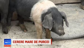 Program pentru stimularea cresterii porcilor Mangalita si Bazna: “Au carnea ca somonul”