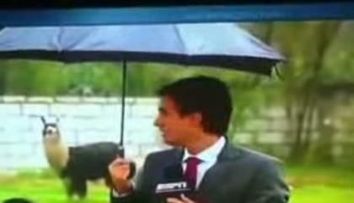 Faza saptamanii: Un reporter ESPN, atacat de o camila domesticita! VIDEO