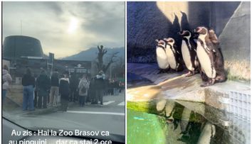 La Zoo Brașov vezi pinguini… dacă supraviețuiești așteptării de 2 ore! Cozi uriașe la intrare: 