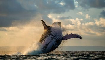 Momentul incredibil in care o balena a salvat un scufundator de un rechin