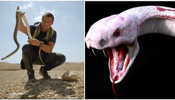 Bear Grylls, anunț ferm după ce echipa lui a pierdut în aeroport un șarpe extrem de veninos: ”O singură mușcătură poate cauza moartea”