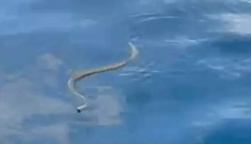 Un șarpe de aproape 2 metri a terorizat un cuplu de turiști aflat la mare. ”Pare că stațiunea asta e blestemată!”