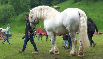 Cine este, de fapt, stăpânul lui Falko, armăsarul care a murit după ce a fost chinuit într-o cursă de tras bușteni. Noi dezvăluiri despre viața pe care o avea animalul