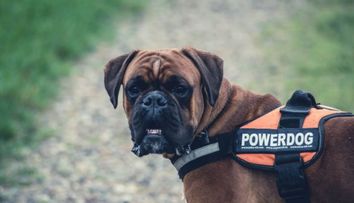 (P) Vrei un câine de pază? Iată care sunt cele mai potrivite rase