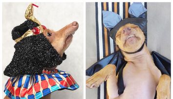 Acest câine a devenit mascota internetului pentru felul în care se îmbracă. E simpatic foc!
