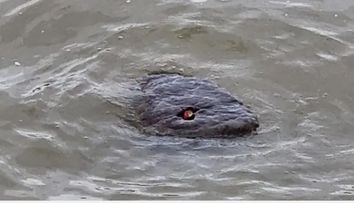 Anaconda sau ”Monstrul din Tamisa”? Ce este creatura bizară surprinsă în celebrul râu
