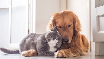 Ce animal de companie ți se potrivește în funcție de zodie