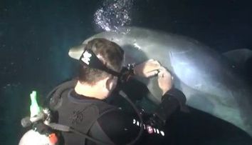 Cum este salvat un delfin de catre un scafandru: 