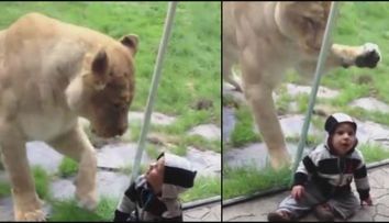 Si-a dus baietelul la gradina zoologica. Ce s-a intamplat cand cel mic s-a apropiat de cusca leului