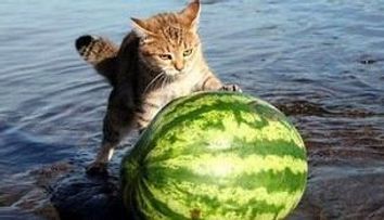 Pisici surprinse in ipostaze amuzante! FOTO