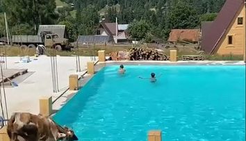 Un video în care o vacă sare în piscină a devenit viral. Ce s-a întâmplat cu animalul