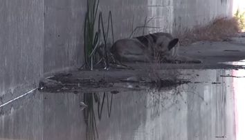Salvarea acestei cateluse e emotionanta. Au gasit-o abandonata intr-un canal. Ce au facut ei merita tot respectul