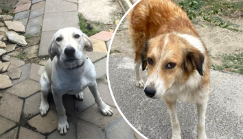 Animalele pierdute după exploziile de la Crevedia își caută și azi stăpânii. Mesajele disperate ale oamenilor din comunitate