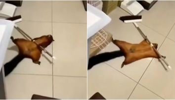 VIRAL pe TikTok. O veveriță și-a înscenat moartea cu o mătură, într-un video ilar. ”Merită Oscarul”
