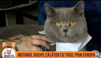 Bughy, cel mai viral motan de pe TikTok, plimbare cu tirul prin Europa