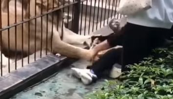 O fetiță de 10 ani este atacată de un leu, după ce s-a apropiat prea mult de cușca lui, la o grădină zoologică din China