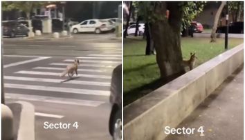 O vulpe care traversează pe trecerea de pietoni, în București, face senzație pe TikTok: “Se ducea la Mega după niște pulpițe!”