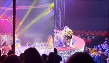 Momente de panică la un spectacol de circ! Un tigru a scăpat din ring și a ajuns în public „Oamenii fugeau panicați”. Ce a urmat