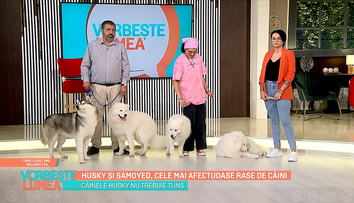 Samoyed și husky, cele mai afectuoase rase de câini. Ce trebuie să știe cei care își doresc un prieten patruped