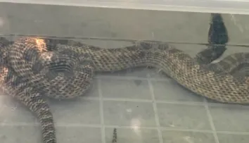 Un balaur dobrogean, capturat de jandarmi într-o casă din localitatea 2 Mai. Ce s-a întâmplat cu șarpele VIDEO