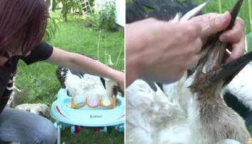 Un adapost de langa Sibiu, casa pentru berze. Voluntarii au nevoie de ajutor pentru a salva cat mai multe animale