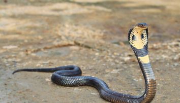 Un copil de un an a mușcat un șarpe cobra și l-a omorât! Ireal ce a povestit bunica băiețelului