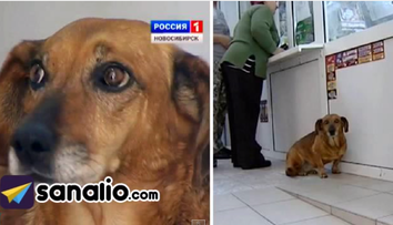 Stapana lui a murit in urma cu doi ani. Reactia unui caine dupa ce a vazut ca proprietara lui nu se mai intoarce acasa