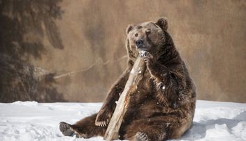 Prezicerea ursilor. Cat mai dureaza iarna in Romania