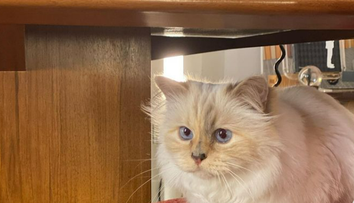 Ce mai face Choupette, pisica moștenitoare a lui Karl Lagerfeld? Felina trăiește în lux 