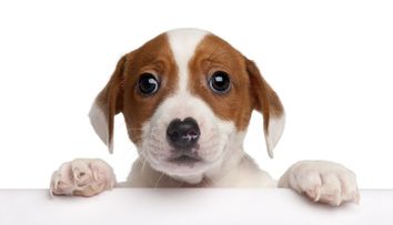 Un caine salvat dintr-un incendiu, de un pompier, a devenit mascota institutiei. 