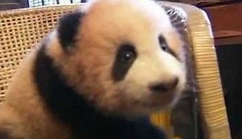 Cel mai amuzant animal din lume? <span style=