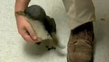 Uite cum face un pinguin cand se gadila! VIDEO