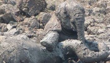 Un pui de elefant si mama lui, salvati de la moarte de catre oameni! <span style=