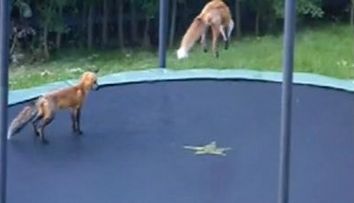 ADORABIL! Doua vulpite au ajuns vedete pe internet. Afla cum au resit! VIDEO