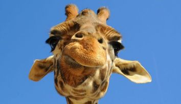 Provocarea devenita viral pe Facebook. De ce tot mai multi utilizatori isi schimba poza de profil cu imaginea unei girafe. Tu stii raspunsul la ghicitoare?