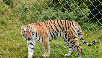 Tragedie la Grădina Zoologică din Pitești: un angajat a fost ucis de un tigru